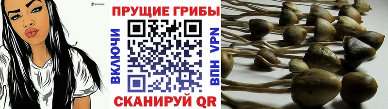 Купить  Гулькевичи  Галлюциногенные грибы Psilocybe 